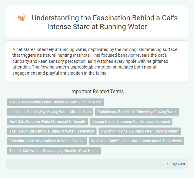 Understanding the Fascination Behind a Cat's Intense Stare at Running Water