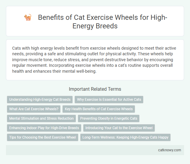 Benefits of Cat Exercise Wheels for High-Energy Breeds