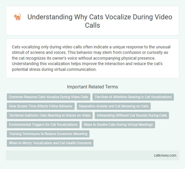 Understanding Why Cats Vocalize During Video Calls