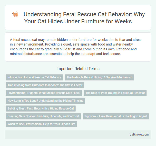 Understanding Feral Rescue Cat Behavior: Why Your Cat Hides Under Furniture for Weeks