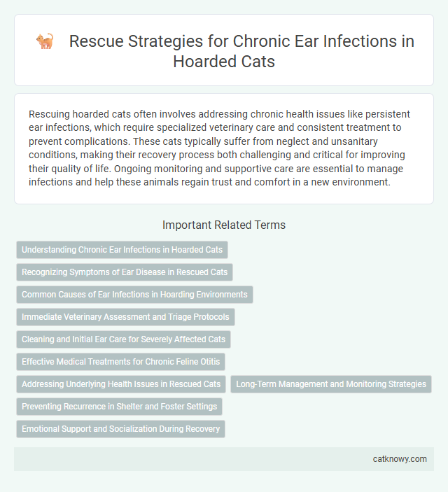 Rescue Strategies for Chronic Ear Infections in Hoarded Cats