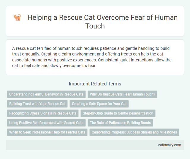Helping a Rescue Cat Overcome Fear of Human Touch
