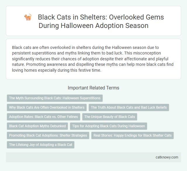 Black Cats in Shelters: Overlooked Gems During Halloween Adoption Season