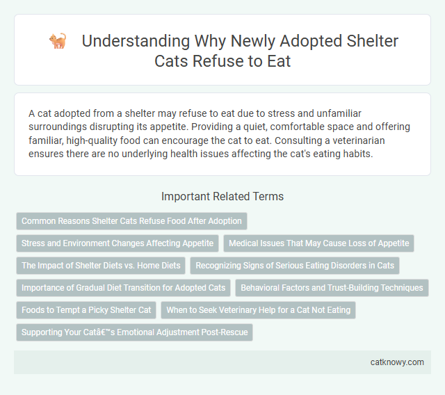 Understanding Why Newly Adopted Shelter Cats Refuse to Eat