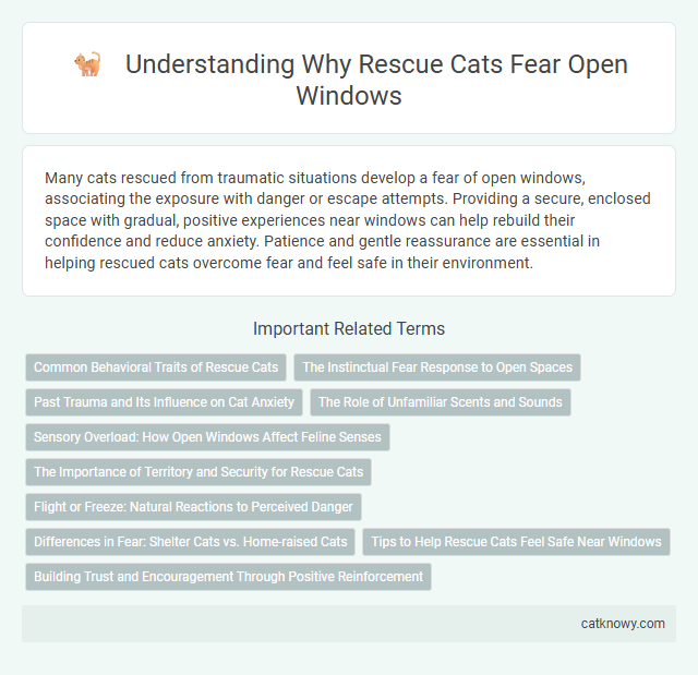 Understanding Why Rescue Cats Fear Open Windows