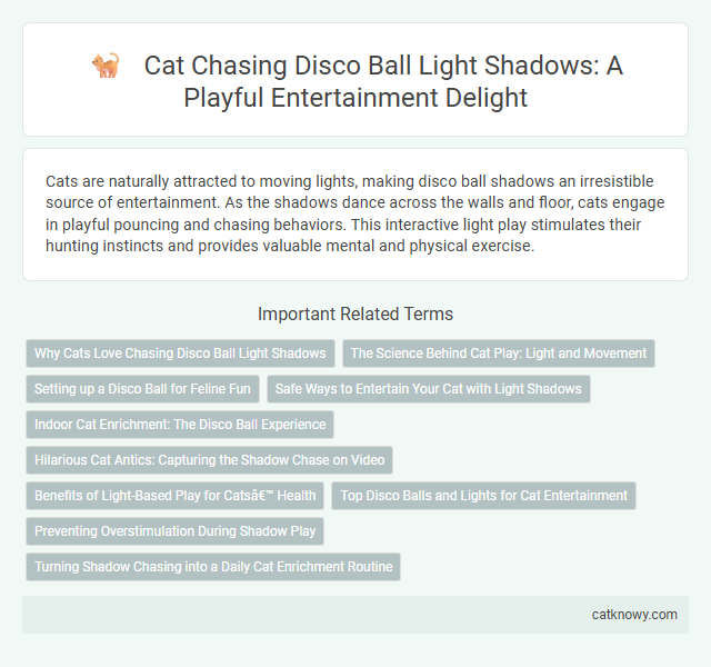 Cat Chasing Disco Ball Light Shadows: A Playful Entertainment Delight