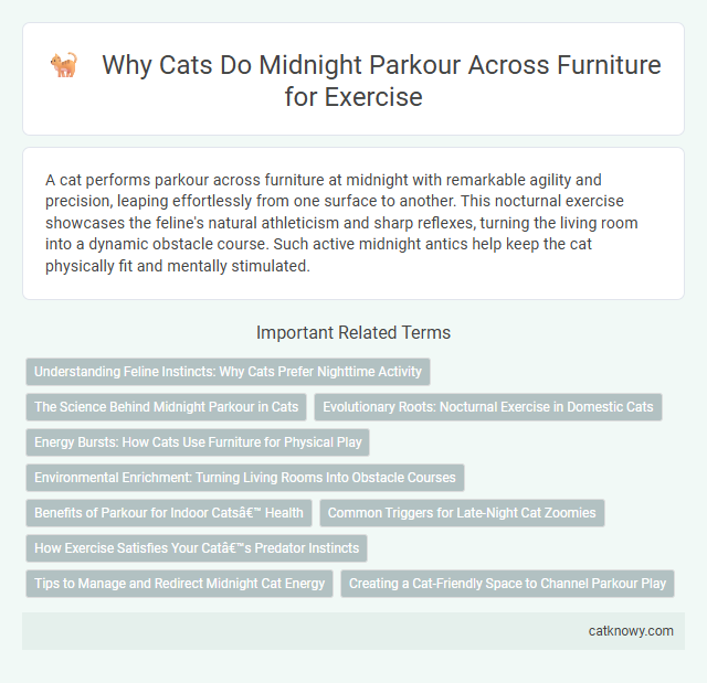 Why Cats Do Midnight Parkour Across Furniture for Exercise