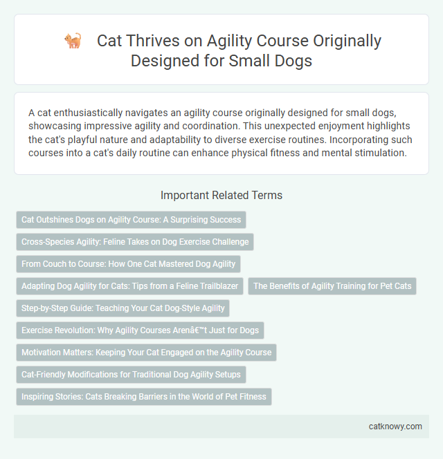 Cat Thrives on Agility Course Originally Designed for Small Dogs