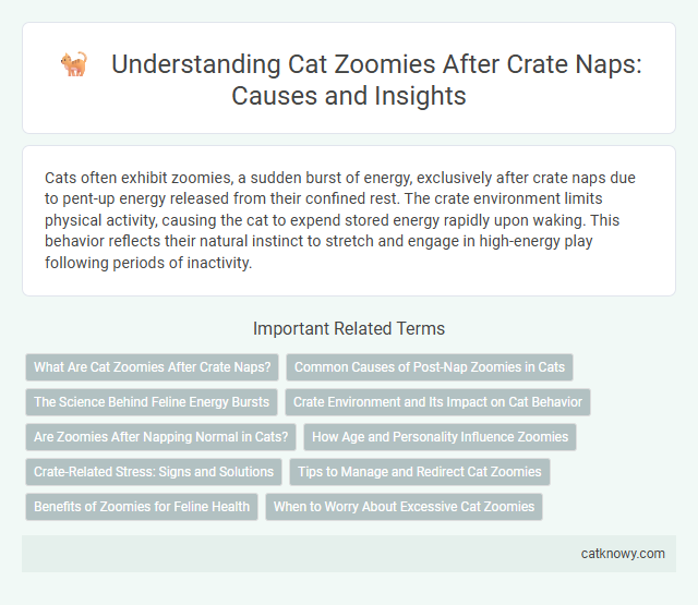 Understanding Cat Zoomies After Crate Naps: Causes and Insights