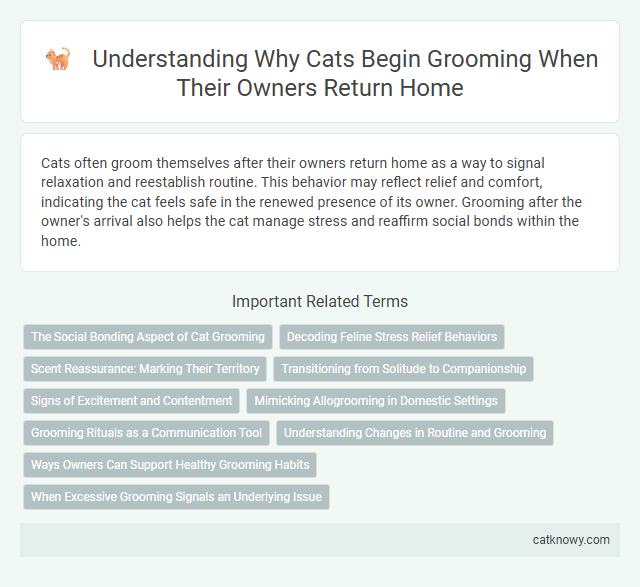 Understanding Why Cats Begin Grooming When Their Owners Return Home