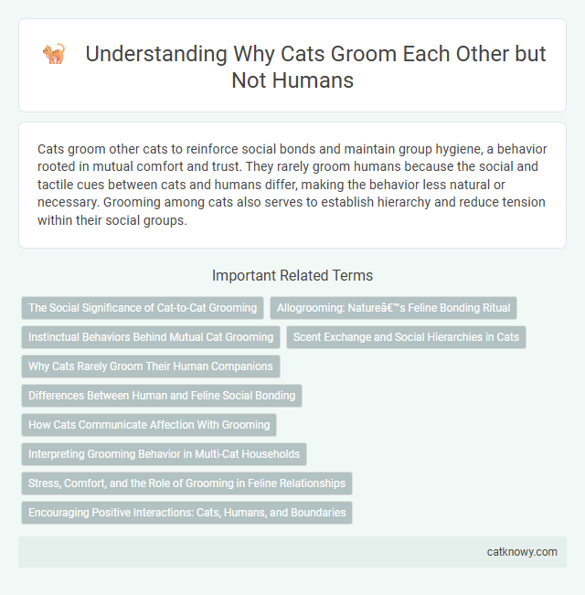 Understanding Why Cats Groom Each Other but Not Humans
