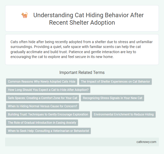Understanding Cat Hiding Behavior After Recent Shelter Adoption