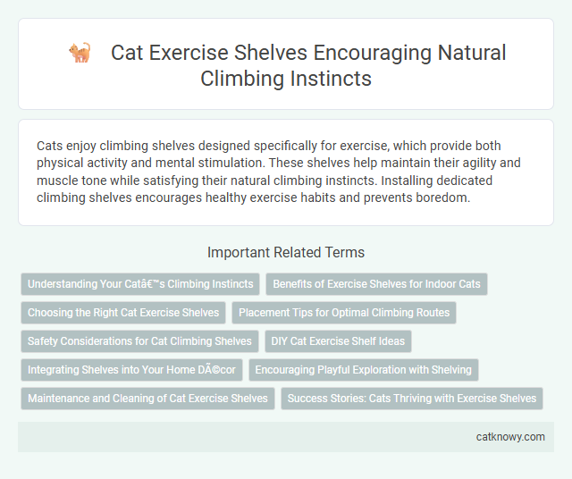 Cat Exercise Shelves Encouraging Natural Climbing Instincts