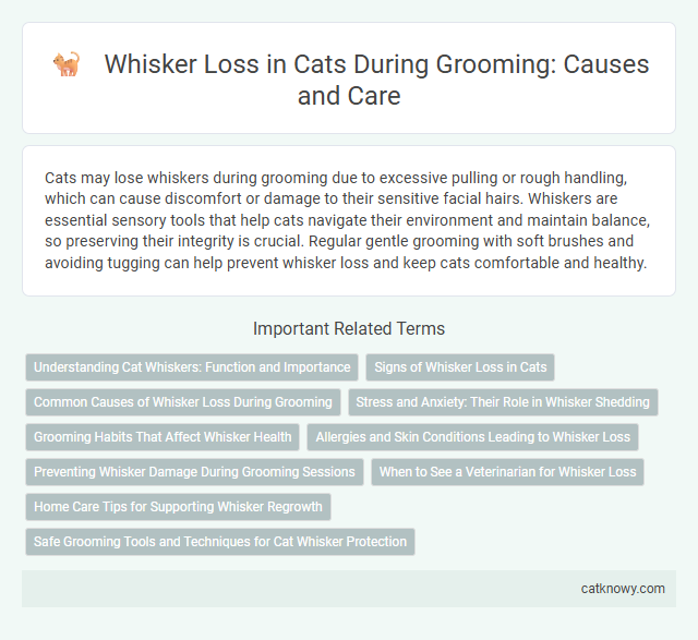 Whisker Loss in Cats During Grooming: Causes and Care