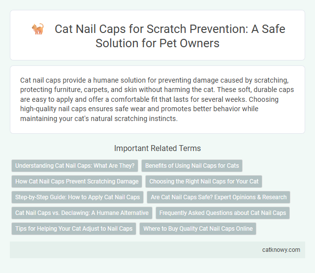 Cat Nail Caps for Scratch Prevention: A Safe Solution for Pet Owners