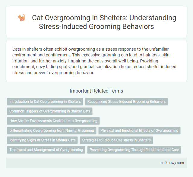 Cat Overgrooming in Shelters: Understanding Stress-Induced Grooming Behaviors
