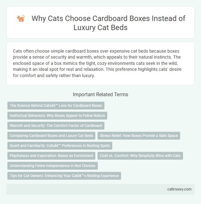 Why Cats Choose Cardboard Boxes Instead of Luxury Cat Beds