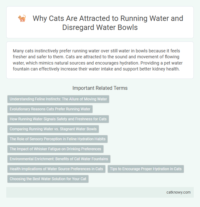 Why Cats Are Attracted to Running Water and Disregard Water Bowls