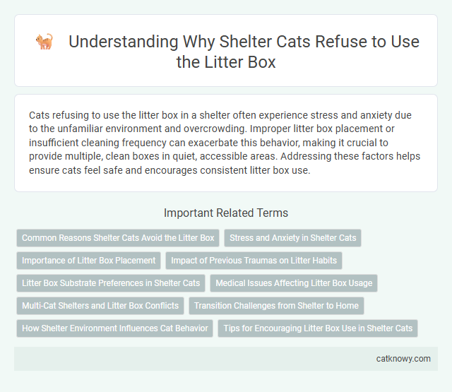 Understanding Why Shelter Cats Refuse to Use the Litter Box