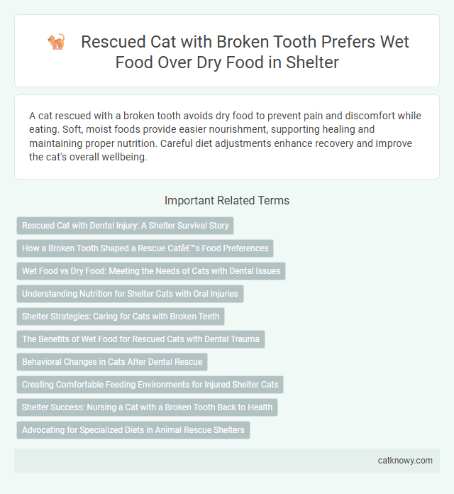 Rescued Cat with Broken Tooth Prefers Wet Food Over Dry Food in Shelter