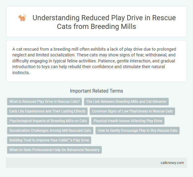 Understanding Reduced Play Drive in Rescue Cats from Breeding Mills