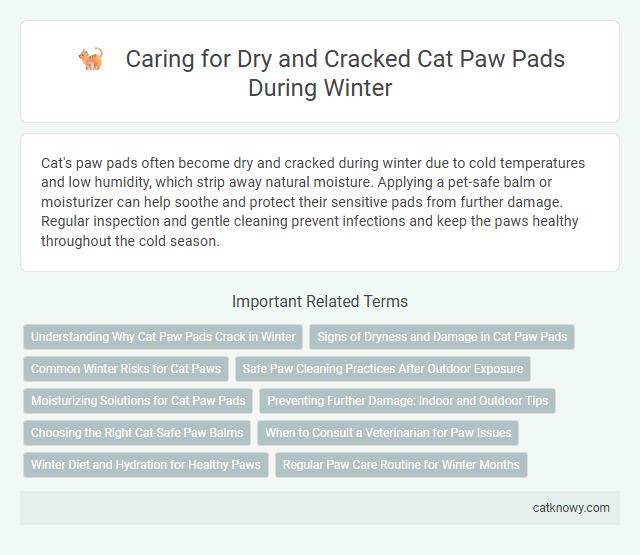 Caring for Dry and Cracked Cat Paw Pads During Winter