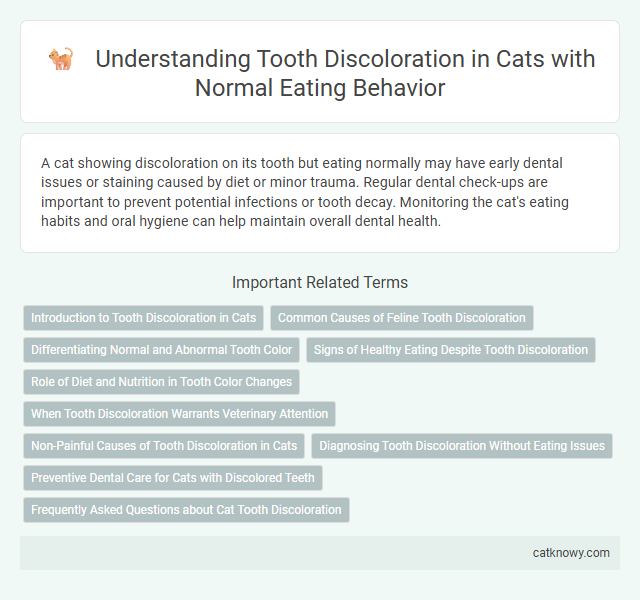 Understanding Tooth Discoloration in Cats with Normal Eating Behavior