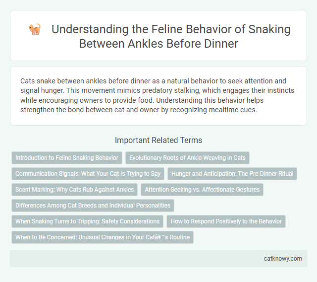 Understanding the Feline Behavior of Snaking Between Ankles Before Dinner