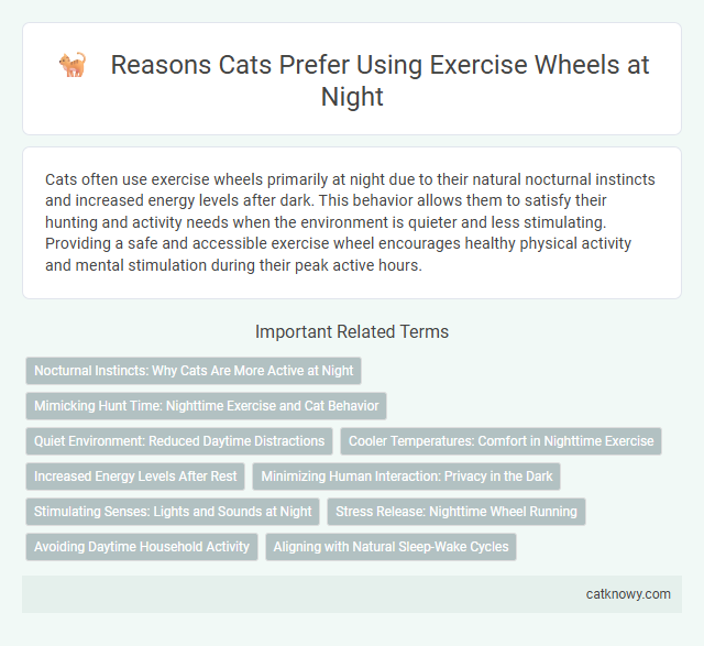 Reasons Cats Prefer Using Exercise Wheels at Night
