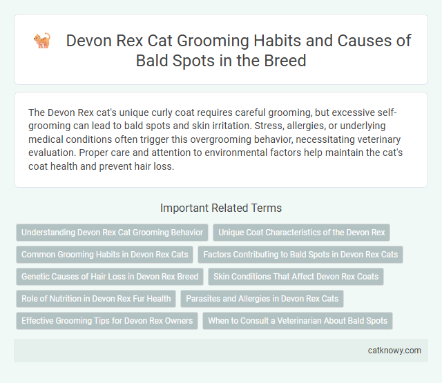Devon Rex Cat Grooming Habits and Causes of Bald Spots in the Breed