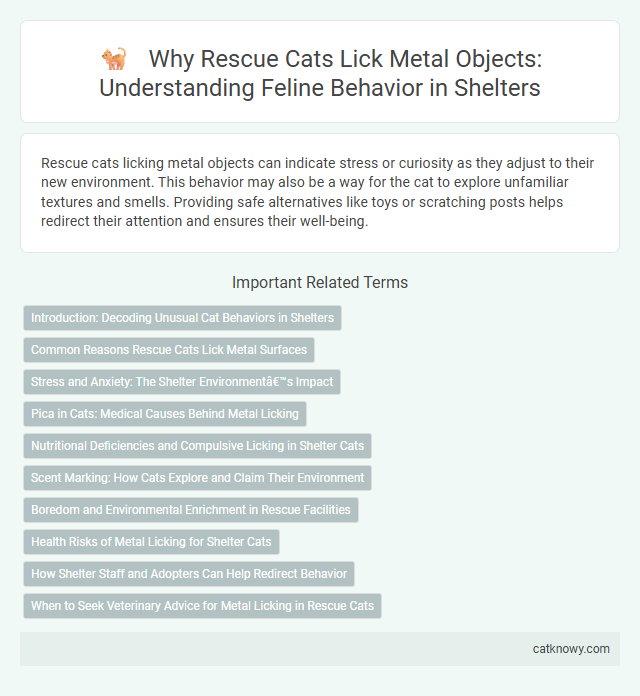 Why Rescue Cats Lick Metal Objects: Understanding Feline Behavior in Shelters