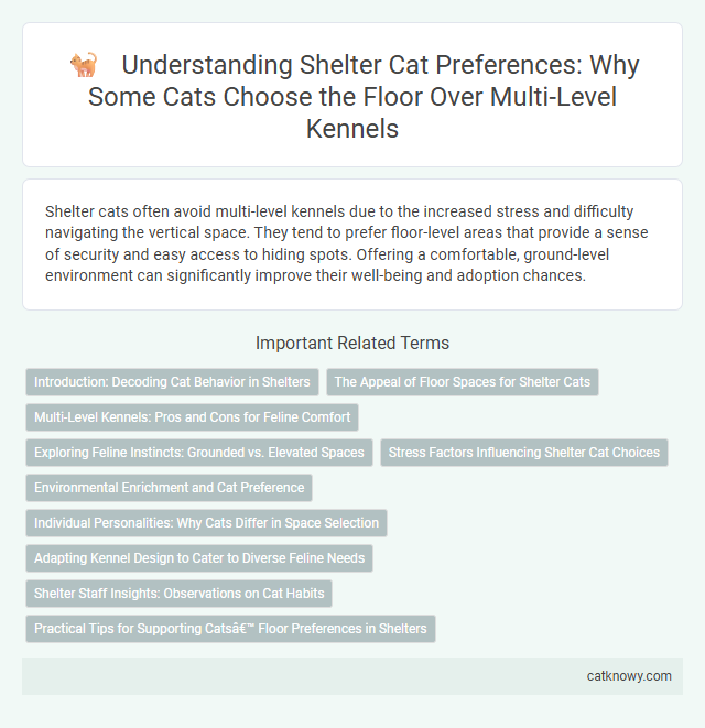 Understanding Shelter Cat Preferences: Why Some Cats Choose the Floor Over Multi-Level Kennels