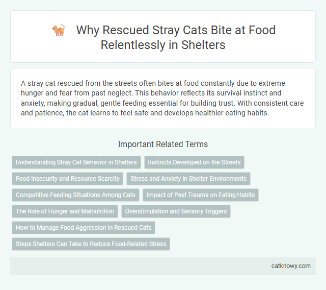 Why Rescued Stray Cats Bite at Food Relentlessly in Shelters