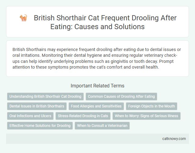 British Shorthair Cat Frequent Drooling After Eating: Causes and Solutions