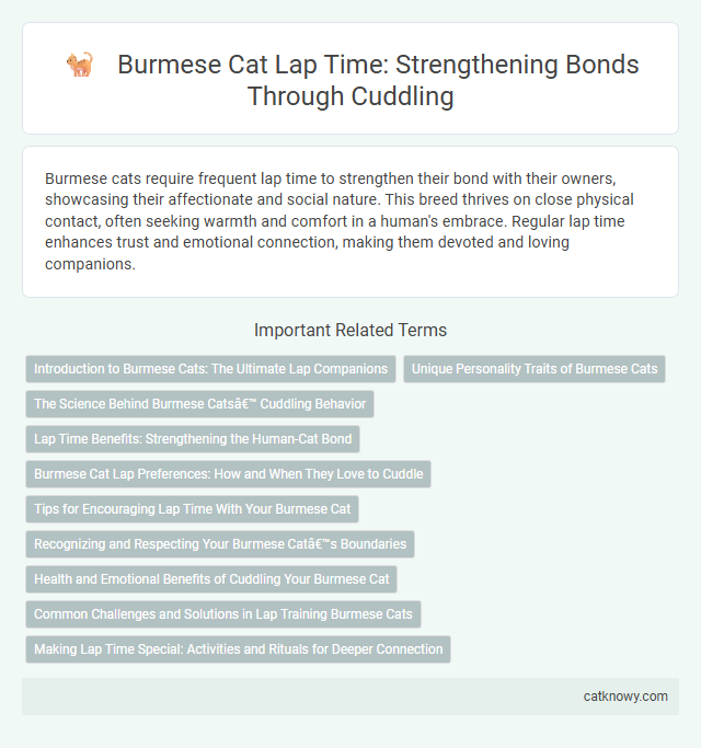 Burmese Cat Lap Time: Strengthening Bonds Through Cuddling