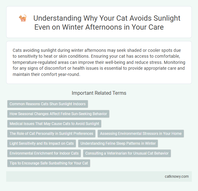 Understanding Why Your Cat Avoids Sunlight Even on Winter Afternoons in Your Care