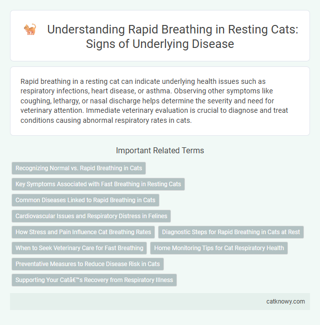 Understanding Rapid Breathing in Resting Cats: Signs of Underlying Disease