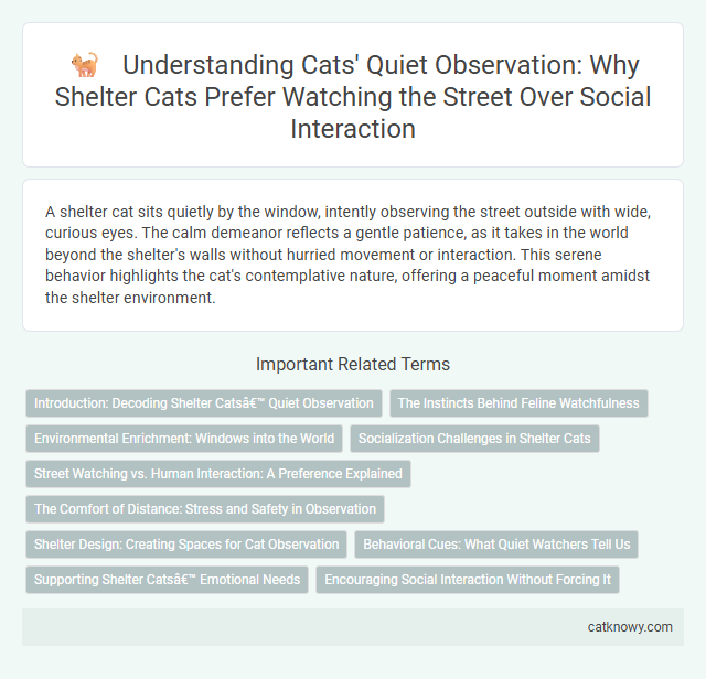 Understanding Cats' Quiet Observation: Why Shelter Cats Prefer Watching the Street Over Social Interaction