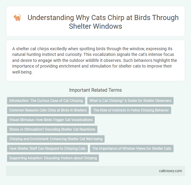 Understanding Why Cats Chirp at Birds Through Shelter Windows