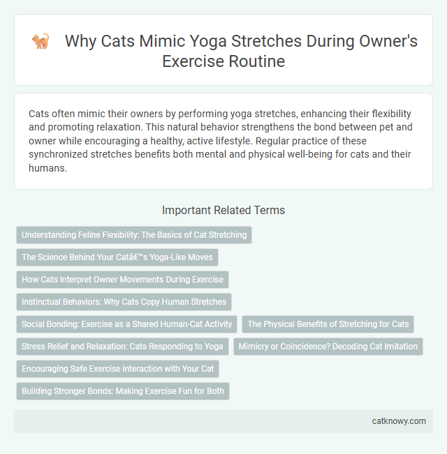 Why Cats Mimic Yoga Stretches During Owner's Exercise Routine