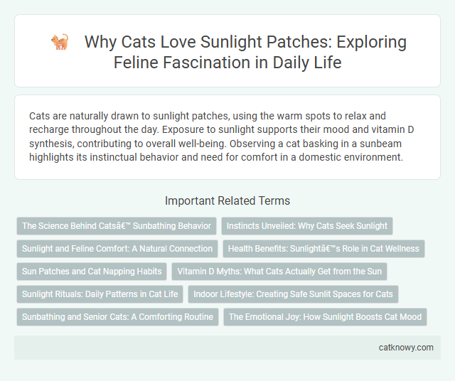 Why Cats Love Sunlight Patches: Exploring Feline Fascination in Daily Life