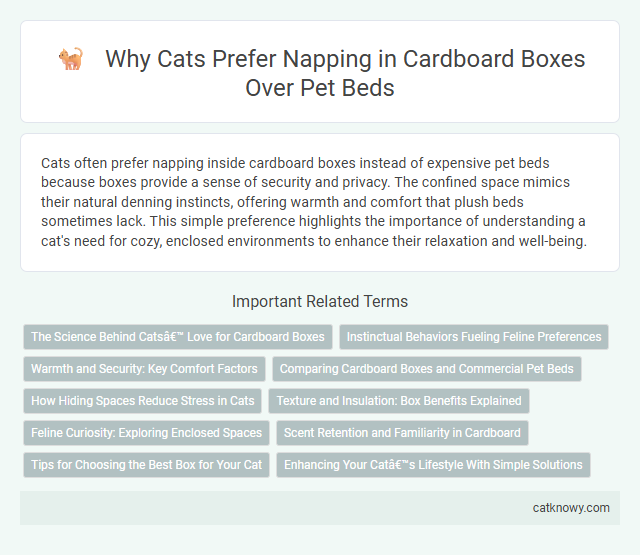 Why Cats Prefer Napping in Cardboard Boxes Over Pet Beds