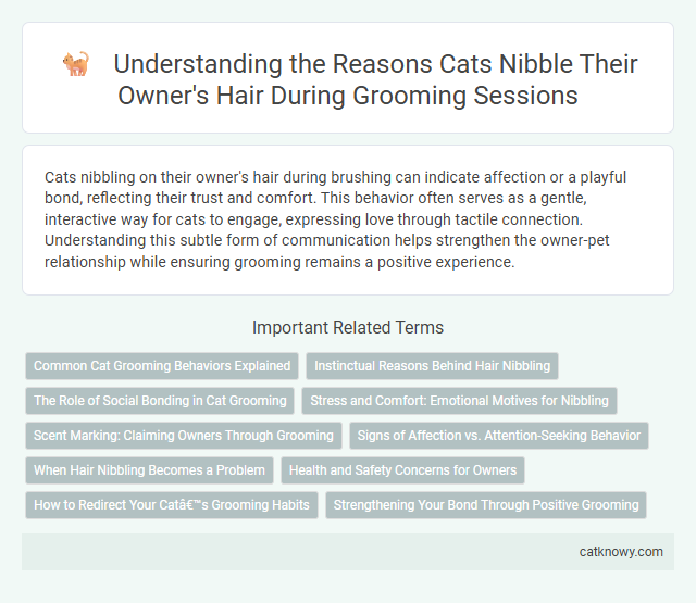 Understanding the Reasons Cats Nibble Their Owner's Hair During Grooming Sessions