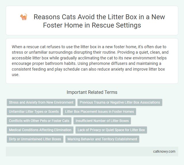 Reasons Cats Avoid the Litter Box in a New Foster Home in Rescue Settings
