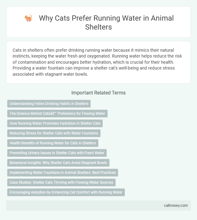 Why Cats Prefer Running Water in Animal Shelters