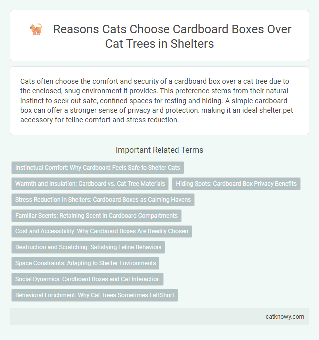 Reasons Cats Choose Cardboard Boxes Over Cat Trees in Shelters