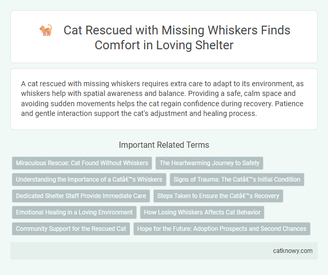 Cat Rescued with Missing Whiskers Finds Comfort in Loving Shelter