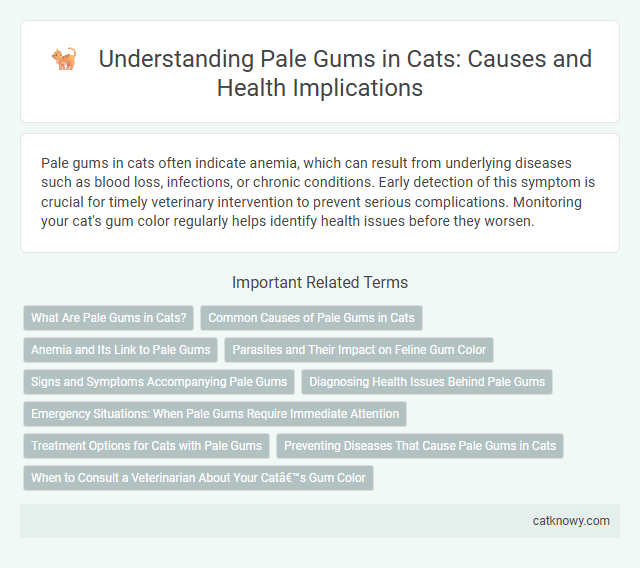 Understanding Pale Gums in Cats: Causes and Health Implications