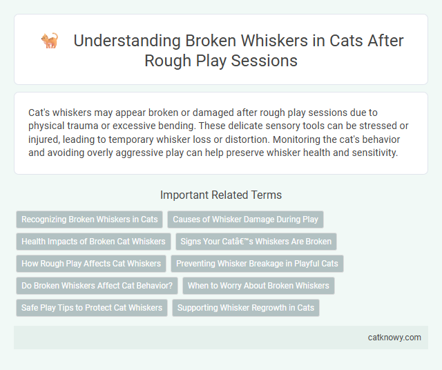 Understanding Broken Whiskers in Cats After Rough Play Sessions