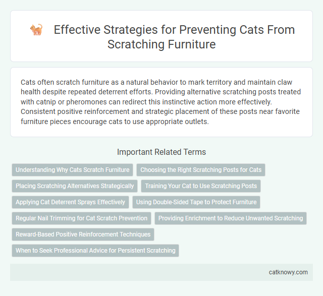 Effective Strategies for Preventing Cats From Scratching Furniture